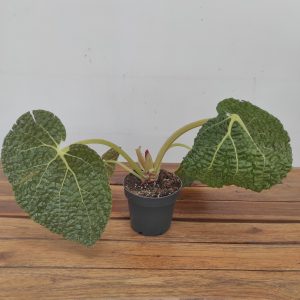 Begonia Gehrtii V.12