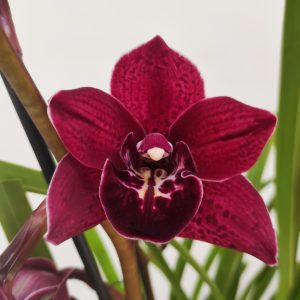 Cymbidium 'Black Magic Woman' - 3 Hastes