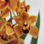 Cymbidium 'Madeira' - V.14