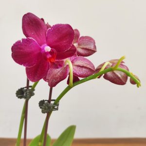 Phalaenopsis Jih Fancy 'Ruby' V.9