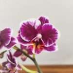 Phalaenopsis Sunhope Little Prince Splash V.9