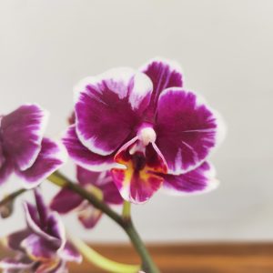 Phalaenopsis Sunhope Little Prince Splash V.9