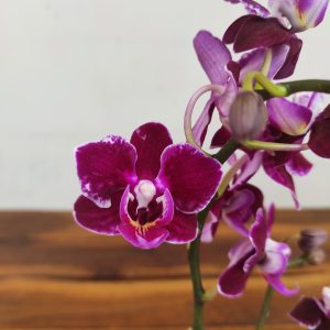 Phalaenopsis Linher Granberry Red Wine V.7