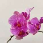 Phalaenopsis Tiamong Golden Vivien V.7