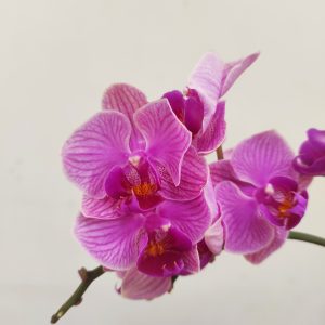 Phalaenopsis Tiamong Golden Vivien V.7