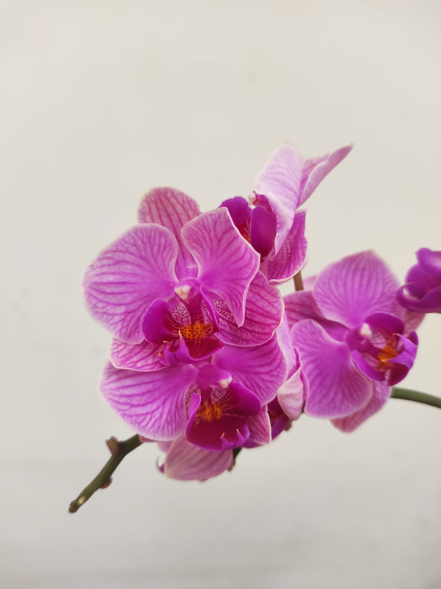 Phalaenopsis Tiamong Golden Vivien V.7