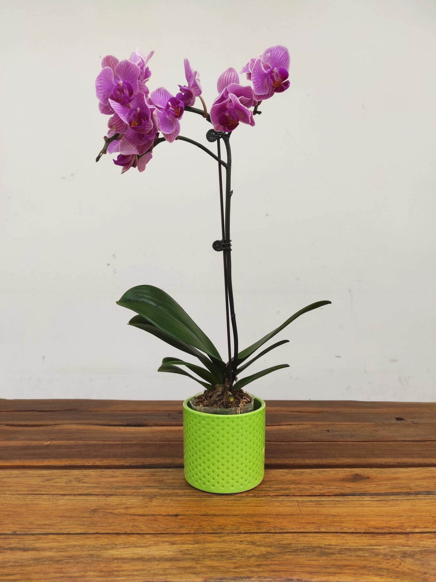 Phalaenopsis Tiamong Golden Vivien V.7 - Image 2