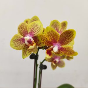 Phalaenopsis Twilight Angel V.7