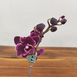 Phalaenopsis Black Angel Black Cat V.7