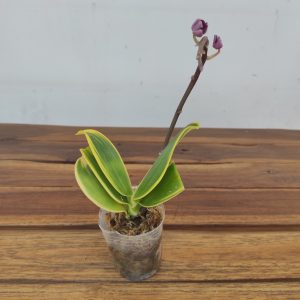 Phalaenopsis Sogo Yenlin Variegated Leaves V.6