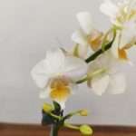 Phalaenopsis Younghome Snow Fairy V.8