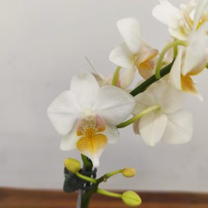 Phalaenopsis Younghome Snow Fairy V.8