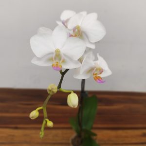 Phalaenopsis Hatuyuki Nagoriyuki V.8