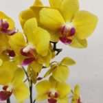 Phalaenopsis Yellow Freed
