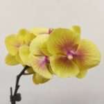 Phalaenopsis Charming Sunny Elf V.8