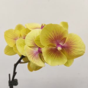 Phalaenopsis Charming Sunny Elf V.8