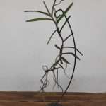 Ren. Memoria Robin Musalino