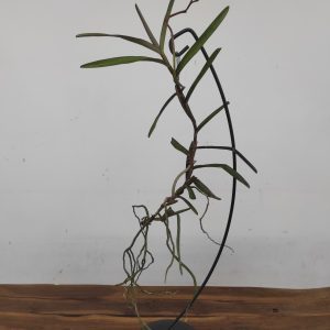 Ren. Memoria Robin Musalino