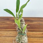 Laelia Anceps - Montagem