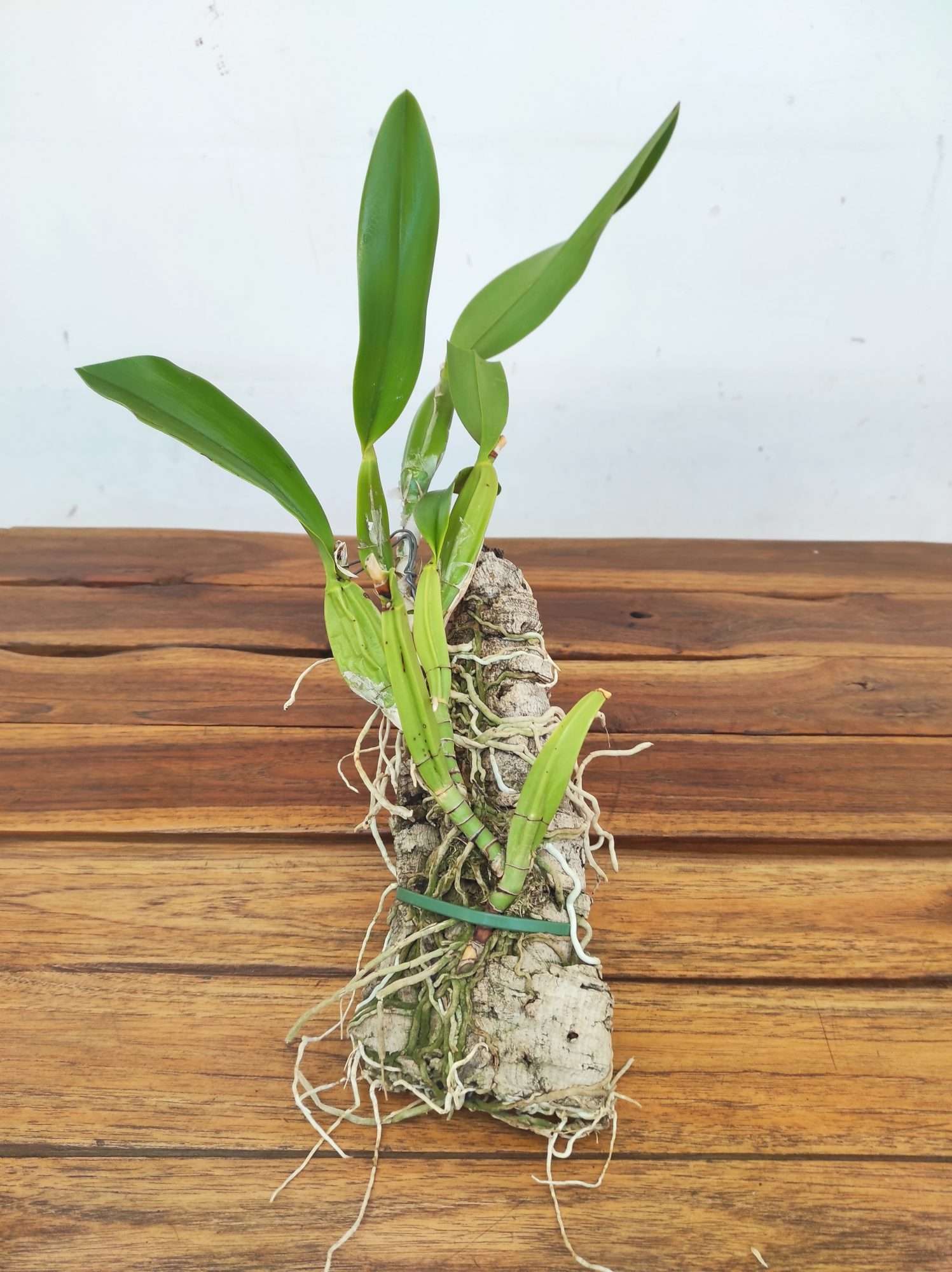 Laelia Anceps - Montagem