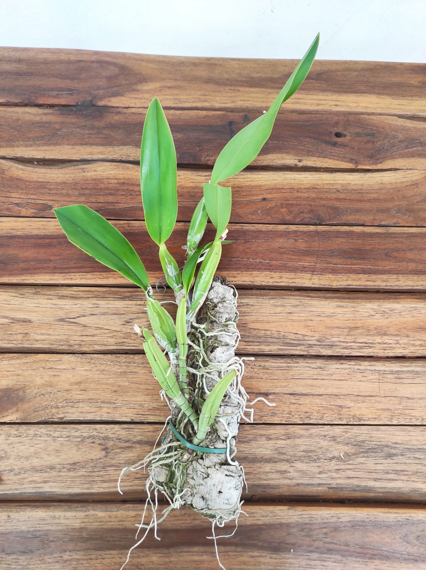 Laelia Anceps - Montagem - Image 2