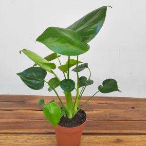 Monstera Deliciosa V.12