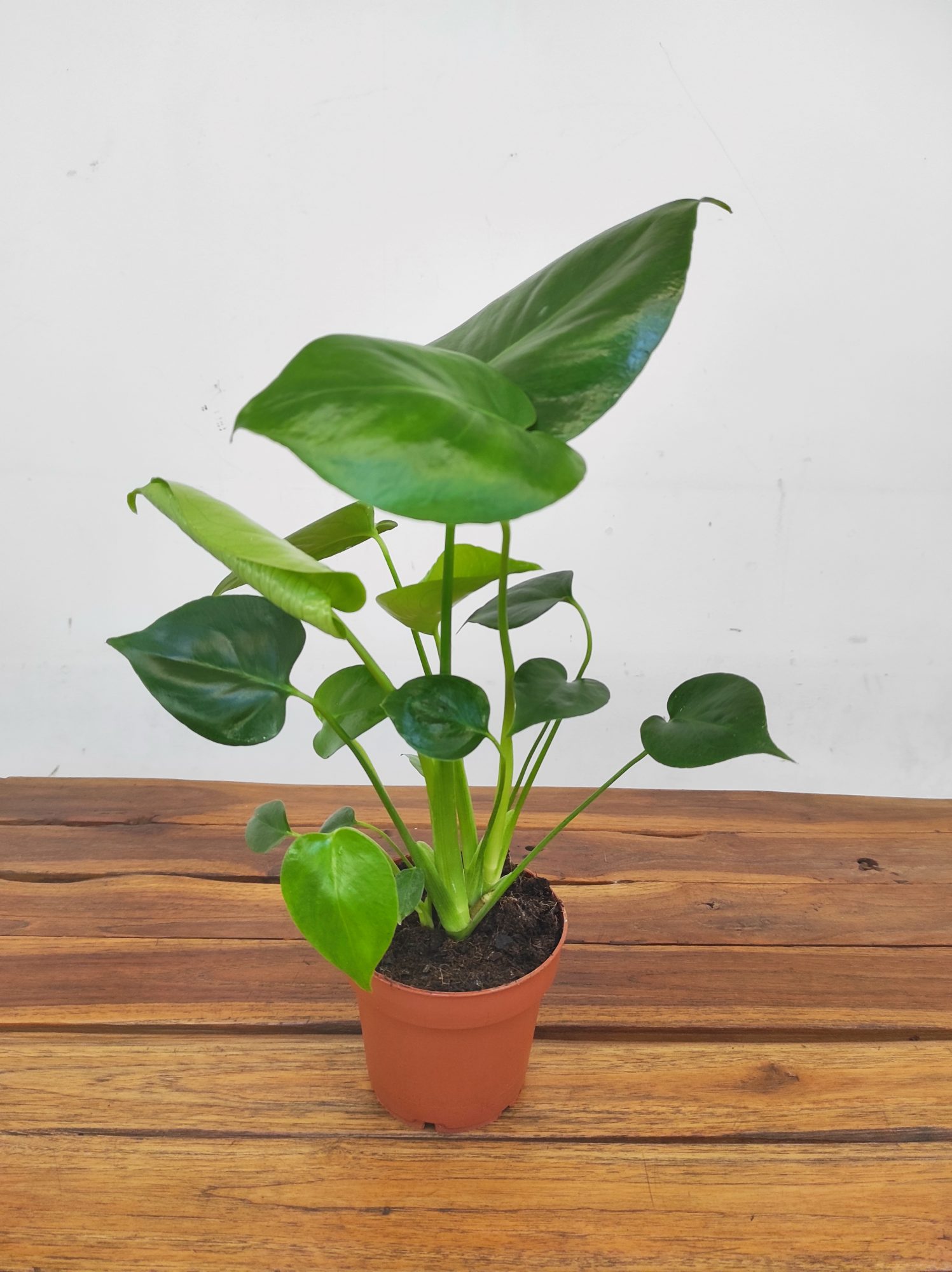 Monstera Deliciosa V.12