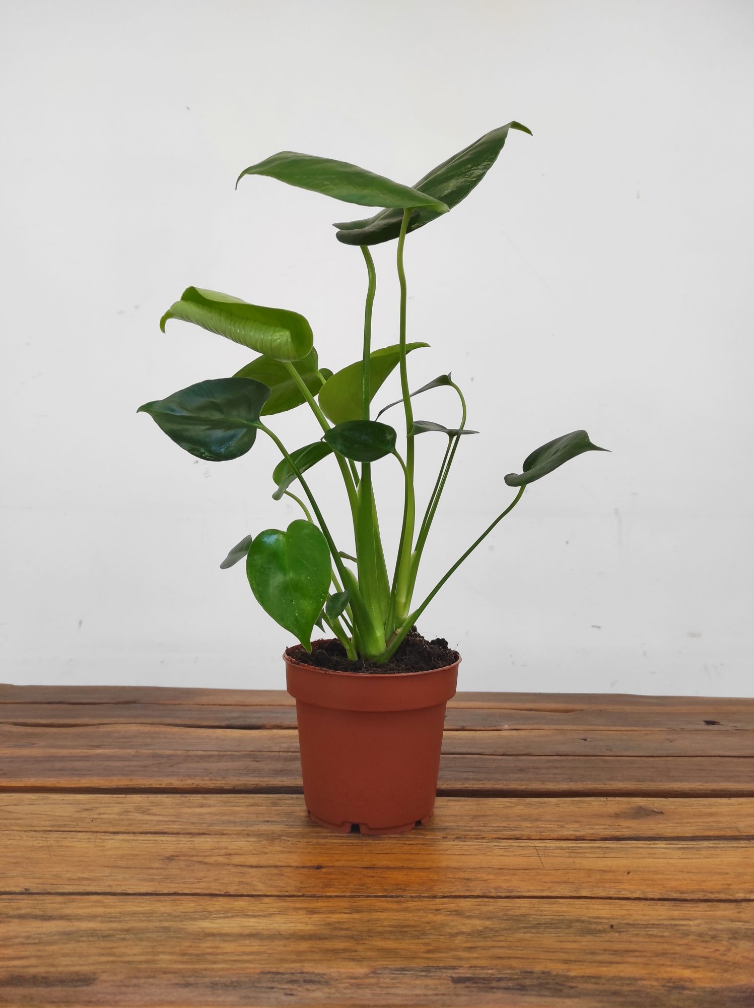 Monstera Deliciosa V.12 - Image 2
