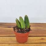 Lycaste 'Anglyda Red Jewel' - Sem Flor