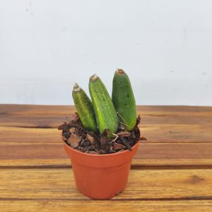 Lycaste 'Anglyda Red Jewel' - Sem Flor