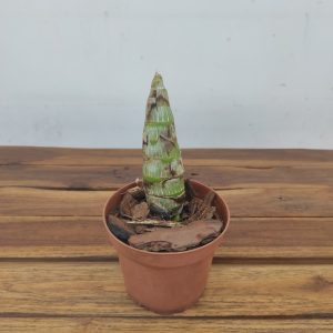 Cyc. Taiwan Yellow Diamond