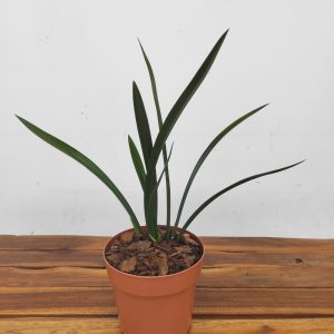 Cymbidium Sinense 'Shi Men Bai Huu'