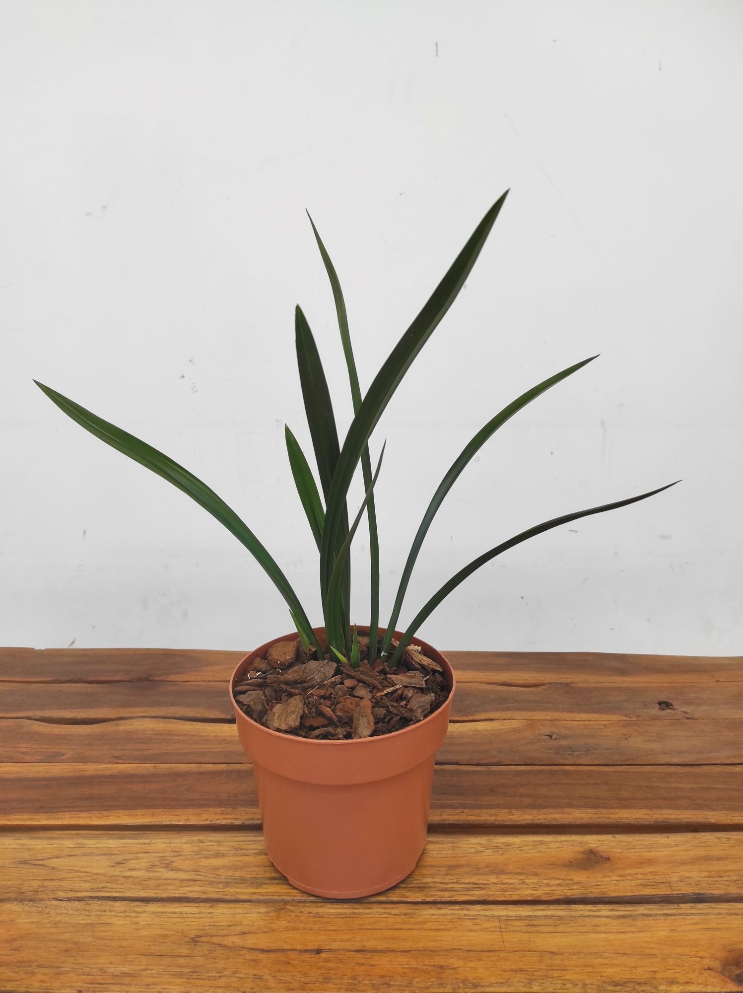 Cymbidium Sinense 'Shi Men Bai Huu'