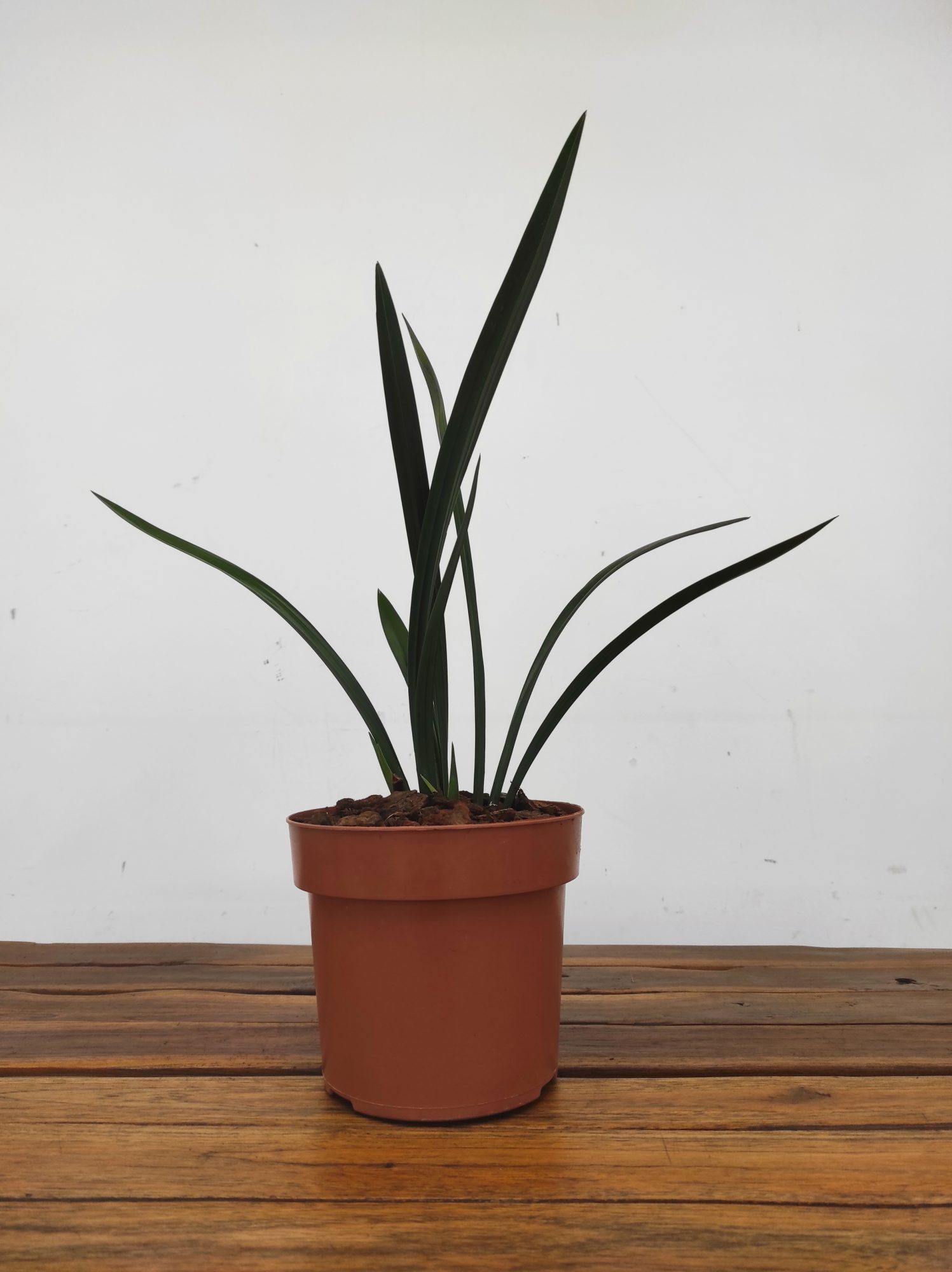 Cymbidium Sinense 'Shi Men Bai Huu' - Image 2