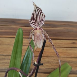 Paph. Saint Swithin 'Roths When Shim X Album' - Sem Flor