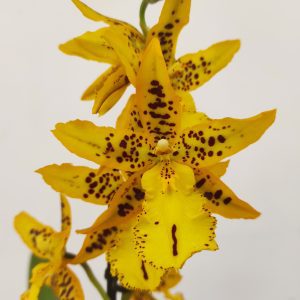 Cambria 'Tiger Barb'