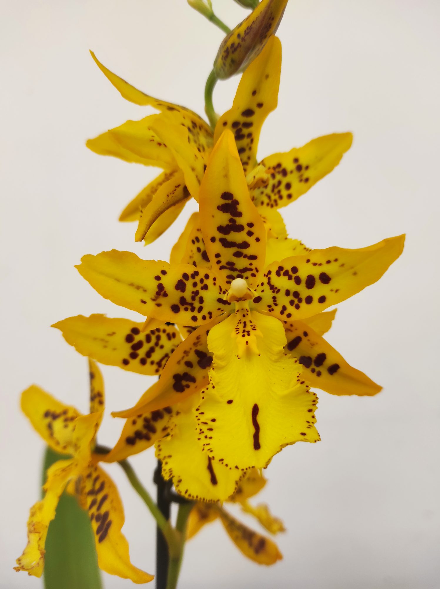 Cambria 'Tiger Barb'