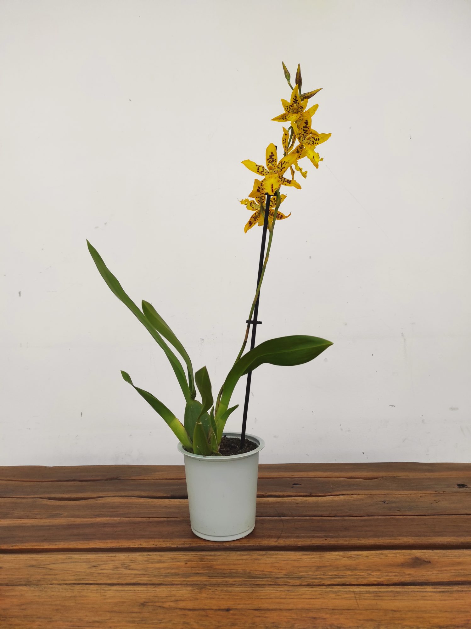 Cambria 'Tiger Barb' - Image 2