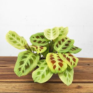 Marantha 'Golden Vein' V.12