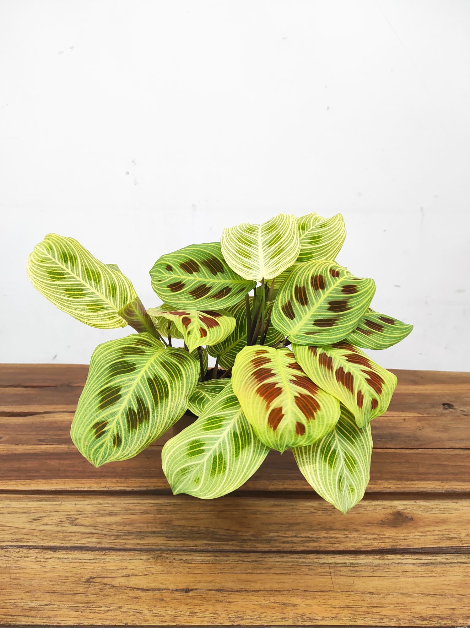 Marantha 'Golden Vein' V.12