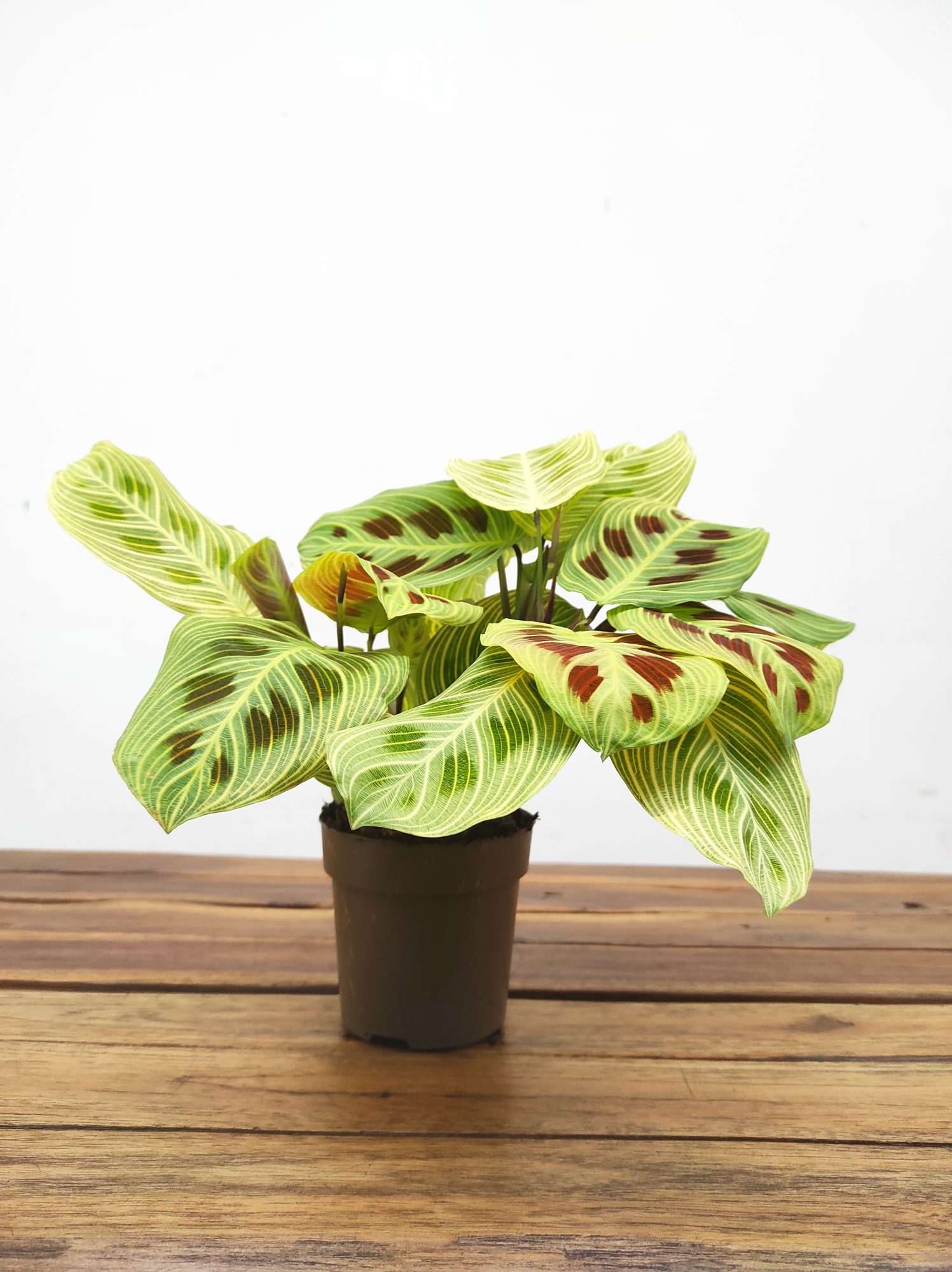 Marantha 'Golden Vein' V.12 - Image 2