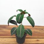 Impatiens Ng Morsei Velvetea