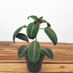 Impatiens Ng Morsei Velvetea