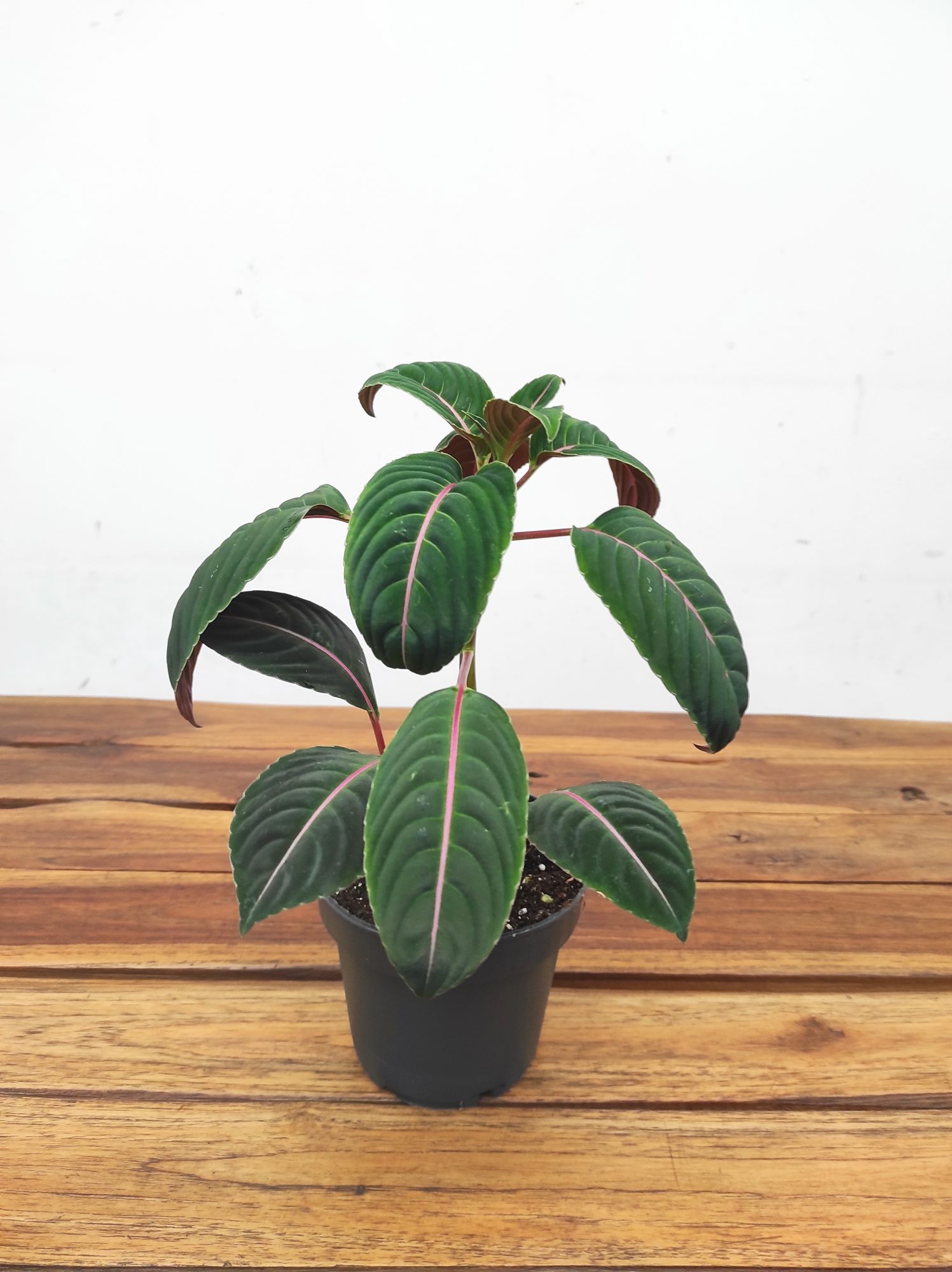 Impatiens Ng Morsei Velvetea