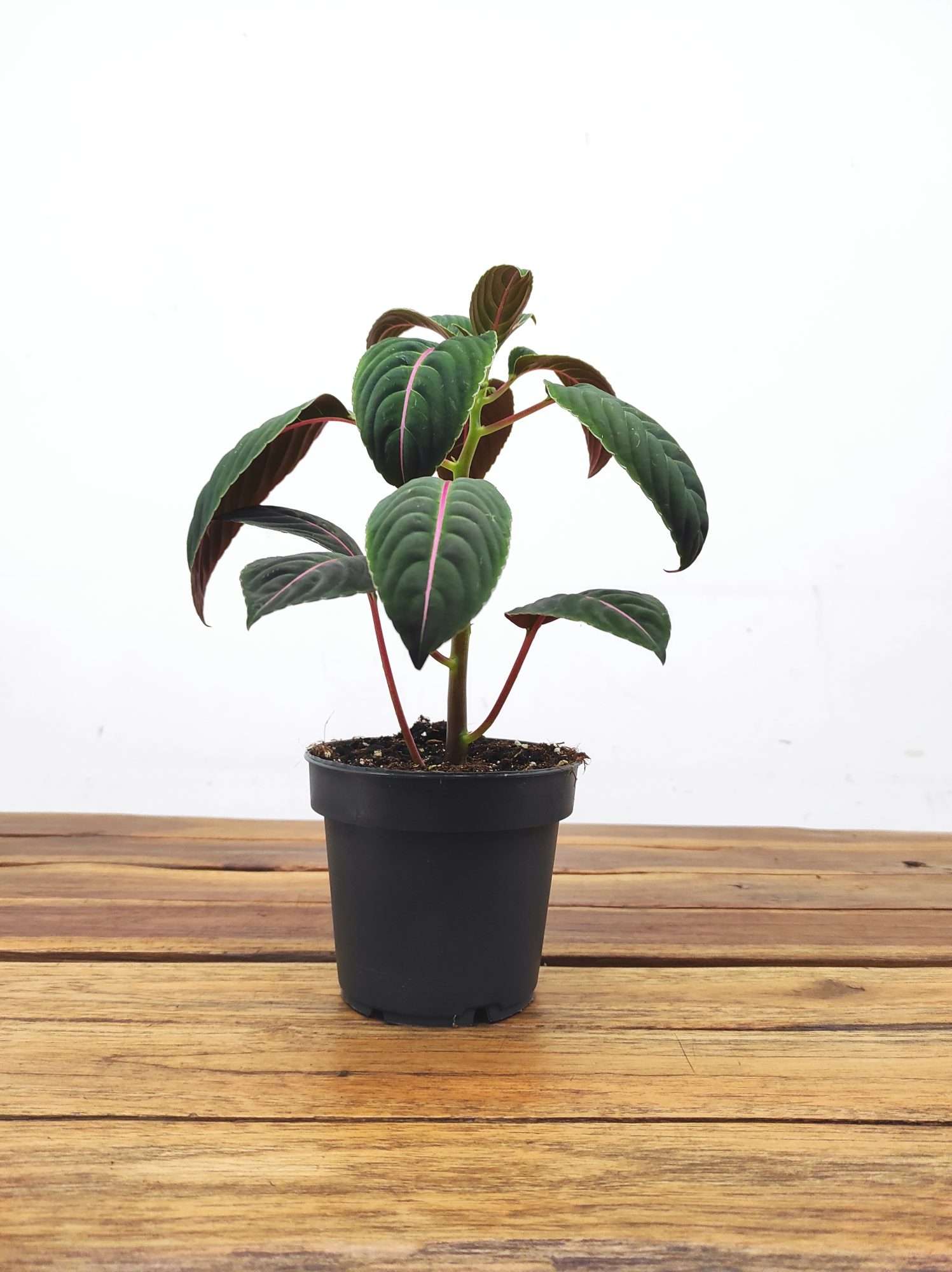 Impatiens Ng Morsei Velvetea - Image 2