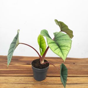 Alocasia Platinum V.14
