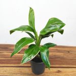 Cordyline Fruticosa Palm Green