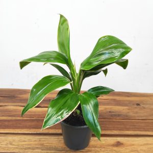 Cordyline Fruticosa Palm Green