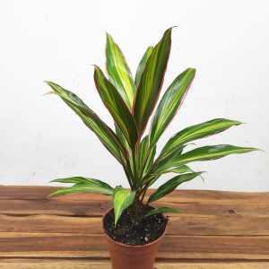 Cordyline Fruticosa 'Kiwi'