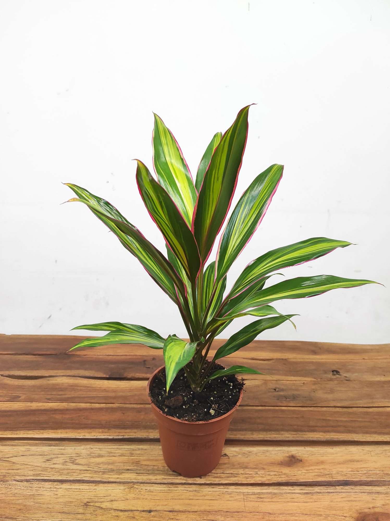 Cordyline Fruticosa 'Kiwi'